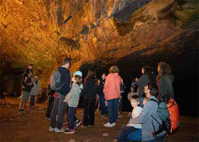 observation des chauves-souris